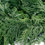 Live - Fresh Cut - Northwest Cedar Coil Garland