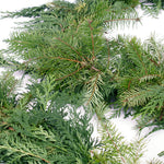 Live - Fresh Cut - Northwest Douglas and Cedar Mix Coil Garland