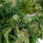 Live - Fresh Cut - Northwest Douglas and Cedar Mix Coil Garland