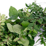 Live - Fresh Cut - Northwest Deluxe Special Event Garland Mix Coil Runner