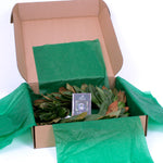 Live - Fresh Cut - Classic Magnolia Wreath - 24"