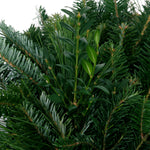 Live - Fresh Cut - Blue Ridge Mountain Mixed Wreath - 24" - with Bow