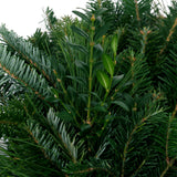 Live - Fresh Cut - Blue Ridge Mountain Mixed Wreath - 24" - with Bow