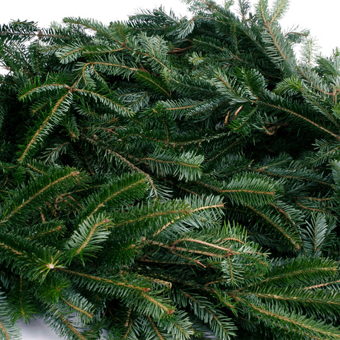 Live - Fresh Cut - Blue Ridge Mountain Fraser Fir Coil Garland