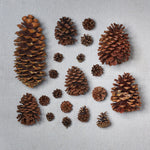 Live - Fresh Cut - Northwest Assorted Pinecones