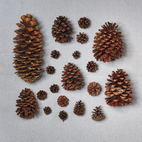 Live - Fresh Cut - Northwest Assorted Pinecones
