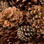 Live - Fresh Cut - Northwest Assorted Pinecones