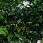 Live - Fresh Cut - Blue Ridge Mountain Boxwood Window Wreath - 12"