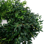 Live - Fresh Cut - Blue Ridge Mountain Boxwood Window Wreath - 12"