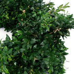 Live - Fresh Cut - Blue Ridge Mountain Boxwood Wreath - 22"