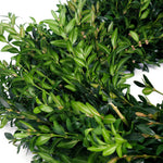 Live - Fresh Cut - Blue Ridge Mountain Boxwood Wreath - 22"