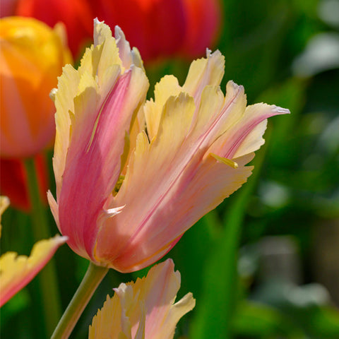 Tulip - Flaming Memory