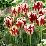 Tulip - Grand Perfection