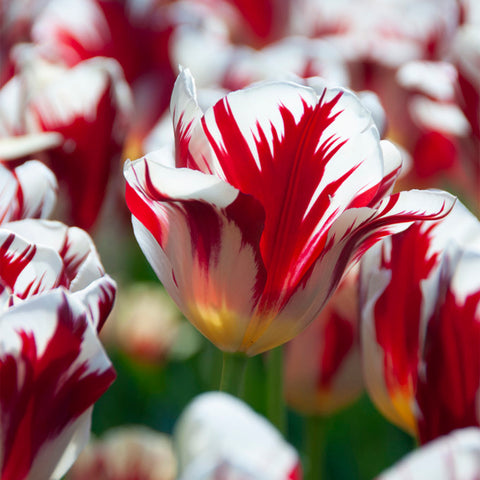 Tulip - Grand Perfection