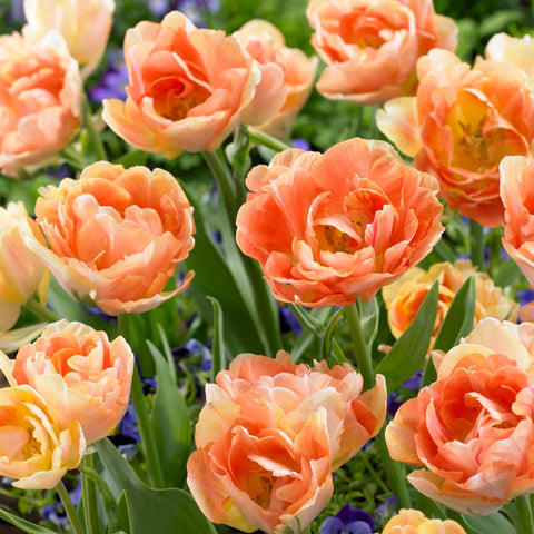 Tulip - Orange Angélique