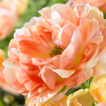 Tulip - Orange Angélique