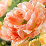 Tulip - Orange Angélique