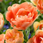 Tulip - Orange Angélique