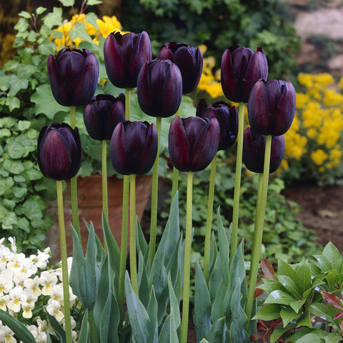 Tulip - Queen of Night