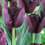 Tulip - Queen of Night - Super-Sized