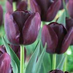 Tulip - Rodeo Blend