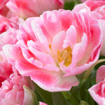 Tulip - Double Blossom Blend