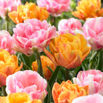 Tulip - Double Blossom Blend