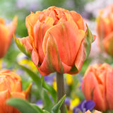 Tulip - Double Blossom Blend