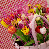 Tulip - Non-Stop Mixed Colors Blend