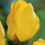 Tulips - Golden Apeldoorn