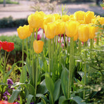 Tulips - Golden Apeldoorn