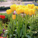 Tulip - Golden Apeldoorn