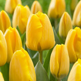 Tulip - Golden Apeldoorn