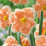 Daffodil - Apricot Whirl