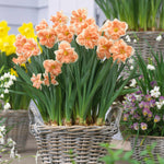 Daffodil - Apricot Whirl