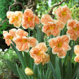 Daffodil - Apricot Whirl