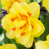 Daffodil - Tahiti