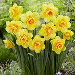 Daffodil - Tahiti