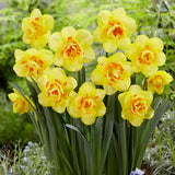 Daffodil - Tahiti