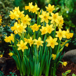 Daffodil - Tête-à-Tête