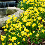 Tulip & Narcissus - Dutch Garden Medley