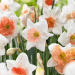 Daffodil - Pink Mix