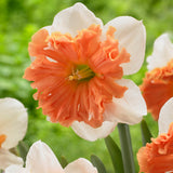 Daffodil - Shrike