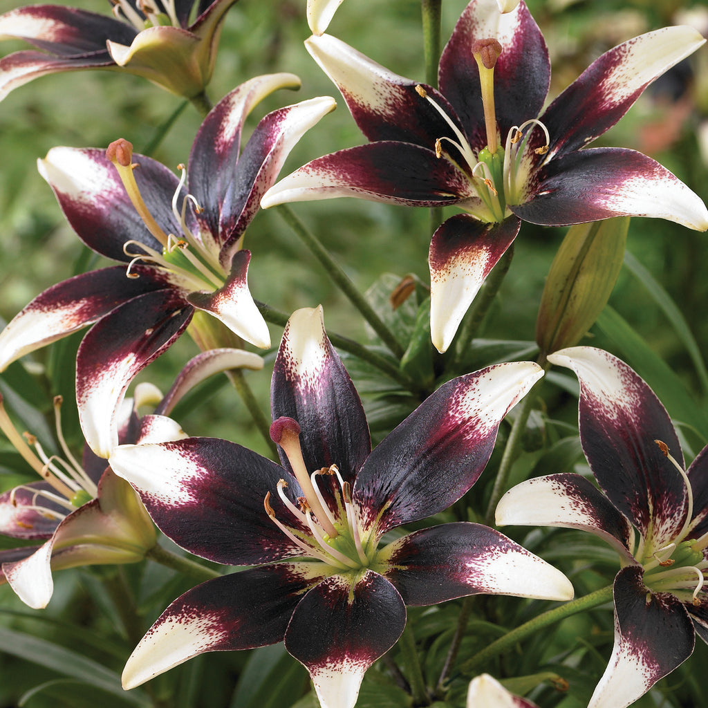 night scented lily flower Lily