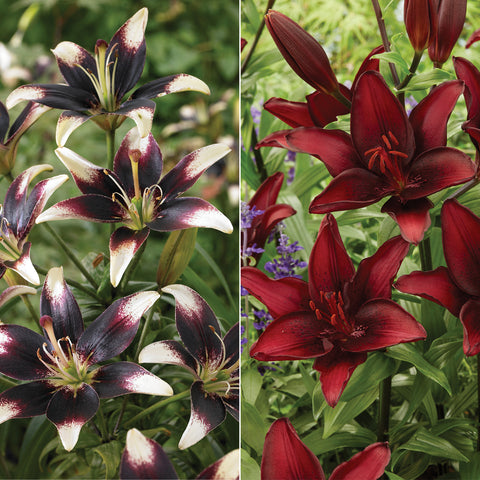 Lily - Day & Night Collection
