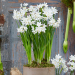 Narcissus - Paperwhite - Bulbs - in Emerald Gift Bag