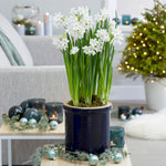 Narcissus - Paperwhite - Bulbs - in Emerald Gift Bag