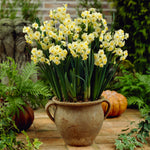Narcissus - Avalanche - for Indoor Forcing