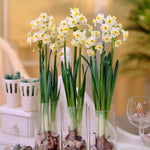 Narcissus - Avalanche - for Indoor Forcing