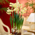 Narcissus - Avalanche - for Indoor Forcing